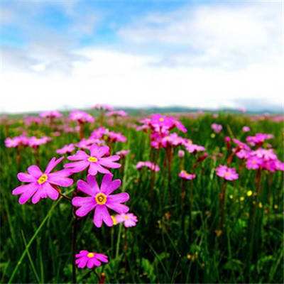 香港2023正版免费资料